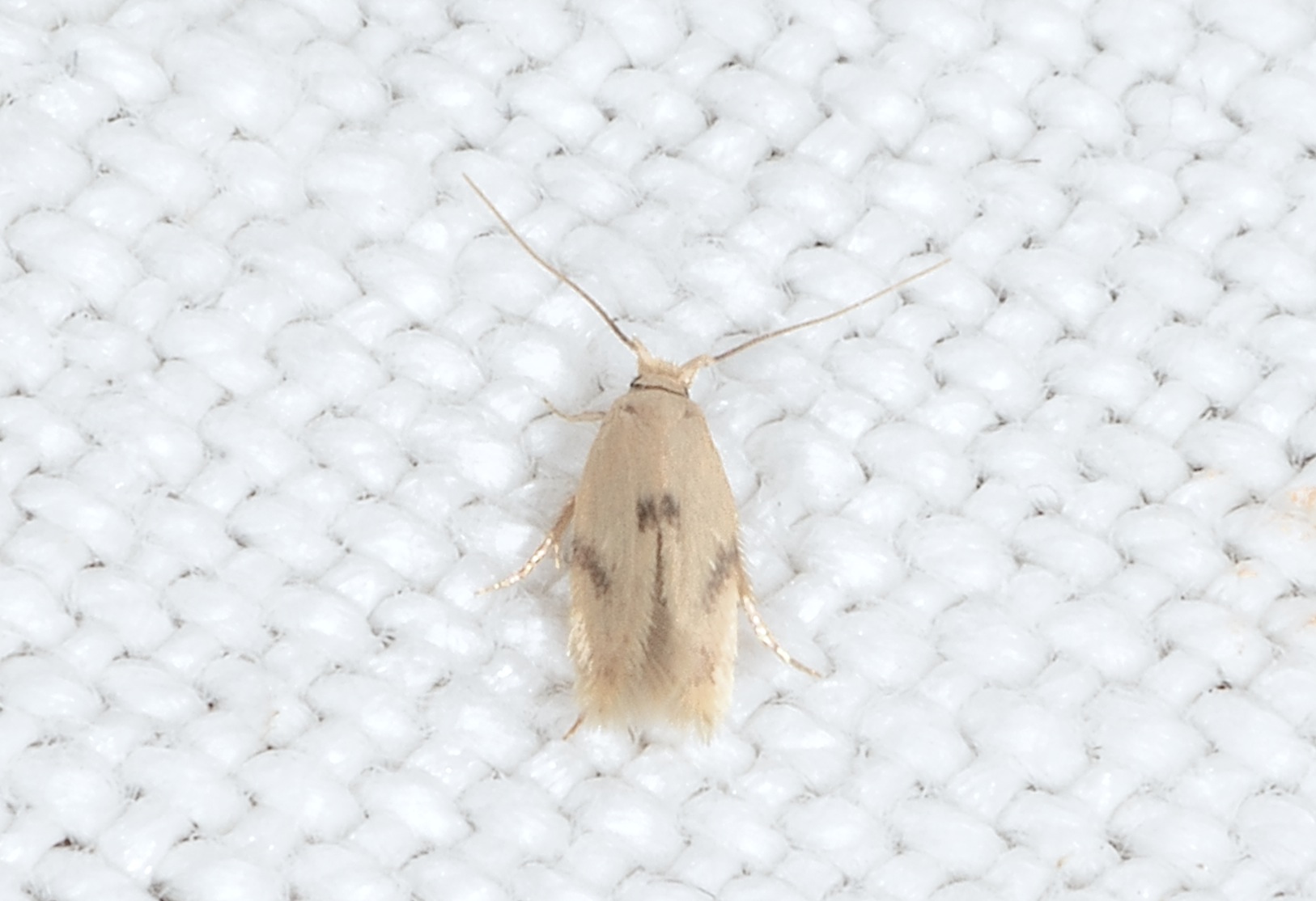 Opostegidae: Pseudopostega auritella? No, Pseudopostega crepusculella